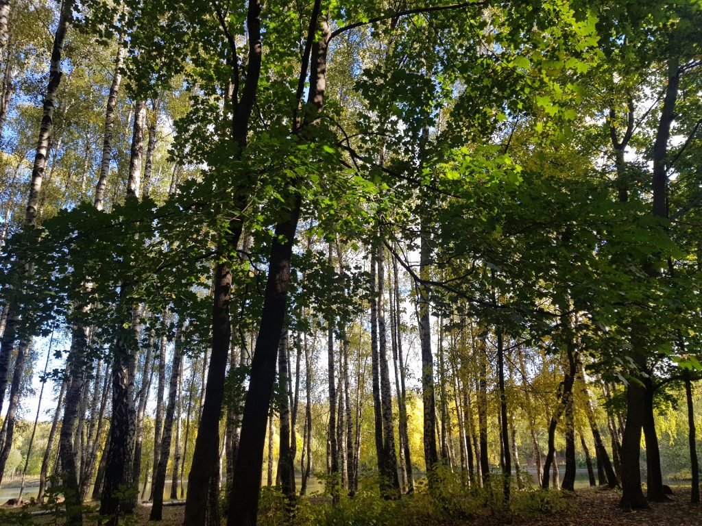 Тимирязевский лес